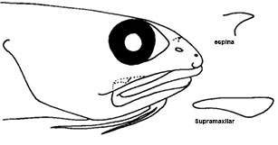 Ophidion barbatum_claves_02.jpg